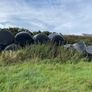 Silage bales Image 3