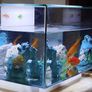 Fish tank Image 5