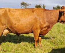 Red Dexter Cow for sale