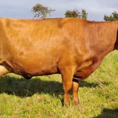 Red Dexter Cow for sale