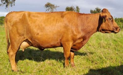 Red Dexter Cow for sale