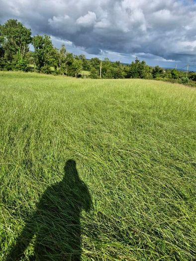 Silage