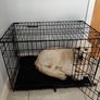 Dog Crate Image 8