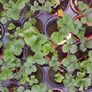 Organic Strawberry plants Image 8