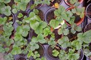 Organic Strawberry plants