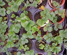 Organic Strawberry plants