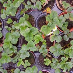 Organic Strawberry plants