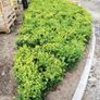 Box Hedging Image 3