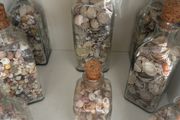 Sea shells in bottles