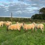 Top quality hogget ewes Image 2