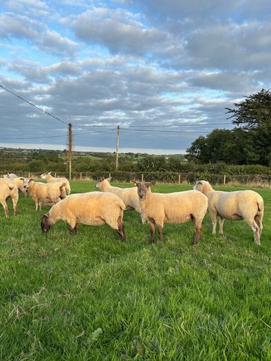 Top quality hogget ewes