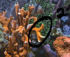 Corals Easy
