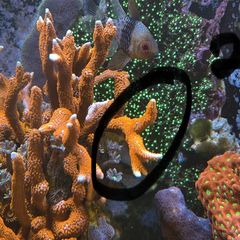Corals Easy