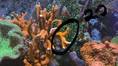 Corals Easy