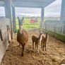 Llamas Image 8