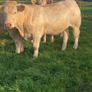 Charolais heifers Image 5
