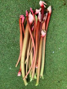 Freshly picked Rhubarb