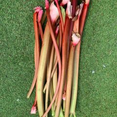 Freshly picked Rhubarb
