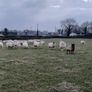 Ewe Lambs Image 8