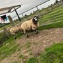 Ram lambs Image 3