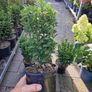 hedging Image 2