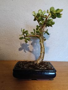 Bonsai Easy Care Indoor #1