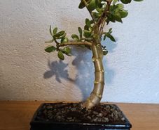 Bonsai Easy Care Indoor #1