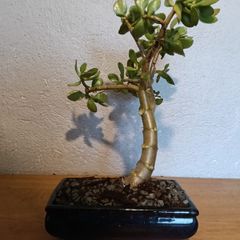 Bonsai Easy Care Indoor #1