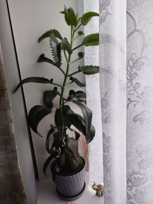 Mother of Thousand plant