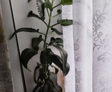 Mother of Thousand plant