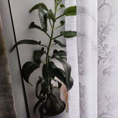 Mother of Thousand plant