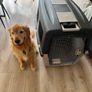 Trixie Gulliver 7 Dog Transport Crate (Used Once) + BRAND NEW Wheels & Bowl - IATA Approved Image 3