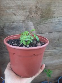 Japanese Baloonberry