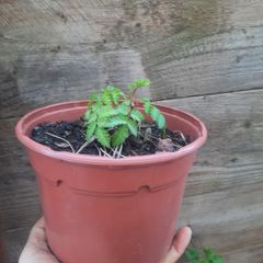 Japanese Baloonberry