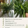Premium Indoor plants with decorative pots Image 4