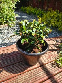 Garden perrinal Plants