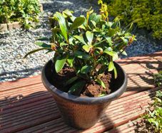 Garden perrinal Plants
