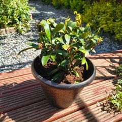 Garden perrinal Plants