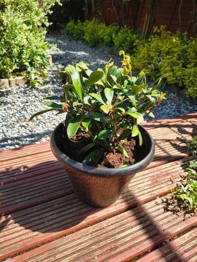 Garden perrinal Plants