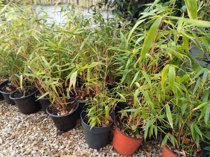 Clumping bamboo (does not spread)