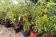 Clumping bamboo (does not spread)