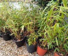 Clumping bamboo (does not spread)
