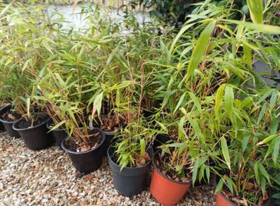 Clumping bamboo (does not spread)