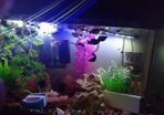 A few fish for adoption guppies and a few other fish