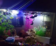 A few fish for adoption guppies and a few other fish