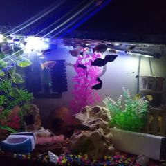 A few fish for adoption guppies and a few other fish