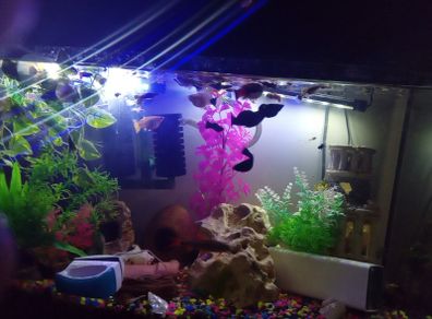 A few fish for adoption guppies and a few other fish