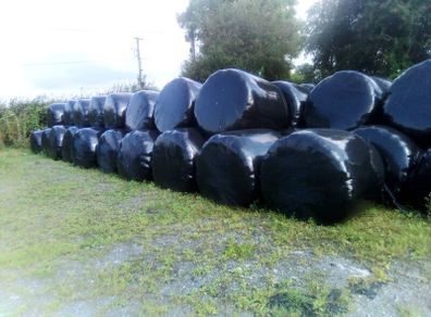 Bales silage100