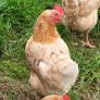Hens Image 4