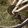 Kids PANDA durable front and rear suspension downhill mountainbike Image 4